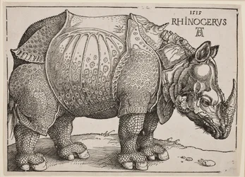 O rinoceronte, 1515